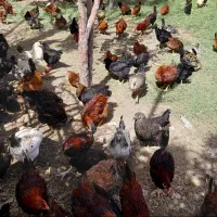 تخم مرغ محلی|خوردنی و آشامیدنی|ورامین, ورامین|دیوار