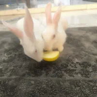 یک جفت خرگوش خانگی با مزه|موش و خرگوش|شیراز, لاله|دیوار