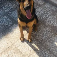 ژرمن ورک|سگ|بندرلنگه, |دیوار