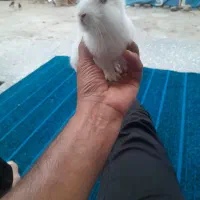 خرگوش دورگ لوپ
