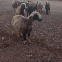 میش|حیوانات مزرعه|میمند, |دیوار