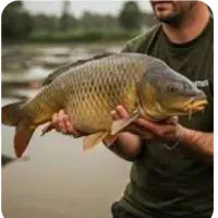 ماهی خوزستان کپور غزل