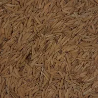 شالی دم سیاه|خوردنی و آشامیدنی|القجر, |دیوار