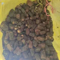 ضایعات خرما