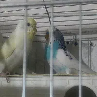 فروش مرغ‌عشق مولد