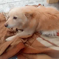 سگ آپارتمانی شیتروز