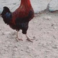 خروس جوان سرحال