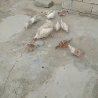 ۱۲عدد جوجه محلی برای فروش