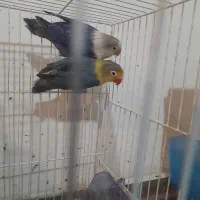 کوتوله بریزیلی