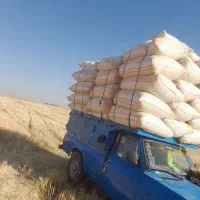 کاه گندم