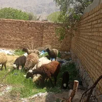 شیشک میش بره دار