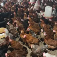 جوجه رنگی اردک محلی خروس  جوجه زینتی.مرغ|حیوانات مزرعه|شیراز, اصلاح‌نژاد|دیوار