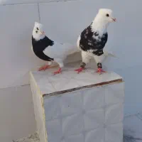 طوقی