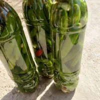 خیارشورخانگی اعلا|خوردنی و آشامیدنی|سلطانیه, |دیوار