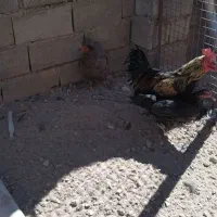 مرغ محلی تخم گذار