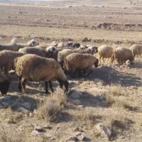 میش ترکی بختیاری|حیوانات مزرعه|ارژن, |دیوار