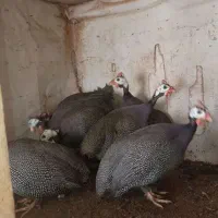 مرغ خروس بوقلمون مرغ شاخ دار گلابردار