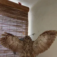 جغد خشک شده