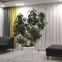 شفلر ۲۰ ساله دو متر ارتفاع