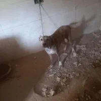 سگ ادم ندیده|سگ|بردسکن, |دیوار