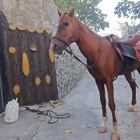 اسب 5نشان