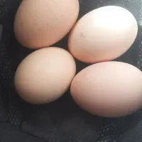 تخم مرغ نطفه دار لاری|حیوانات مزرعه|حمیدیا, |دیوار