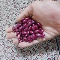 لوبیا قرمز امسالی|خوردنی و آشامیدنی|خان ببین, |دیوار