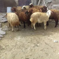 بره ماده|حیوانات مزرعه|اسدآباد, |دیوار