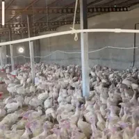 فروش بوقلمون بیوتی۶|حیوانات مزرعه|قم, بلوار امین و ساحلی|دیوار