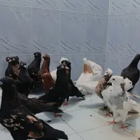 کبوتر