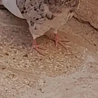 سه عدد کبوتر نر