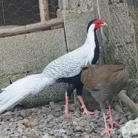 مرغ و خروس سیلور