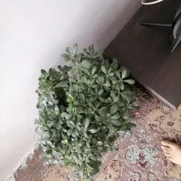 بونسای میخک|گل و گیاه طبیعی|مشهد, کوی دروی|دیوار