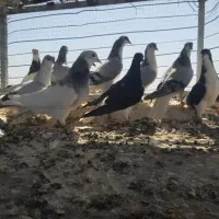 ۱۱عدد جوجه دست پر همه باهم