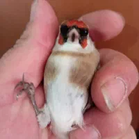 سهره چونه مهر خطی باز|پرنده|اردبیل, |دیوار