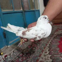 کفتر یا کبوتر