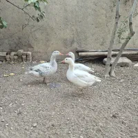 غاز محلی سفید