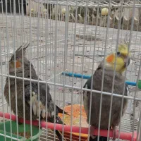 جفت عروس هلندی