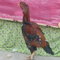 لاری|حیوانات مزرعه|چگنی, |دیوار