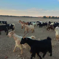 بز داشتی فروشی