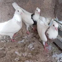سوسنگر