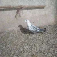 سوسکی چیل ماده،