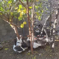 غاز ارگانیک|حیوانات مزرعه|اردبیل, |دیوار