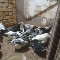 جوجه ومرغ گلین فقط امروز