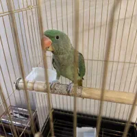 جوجه شاه طوطی ۴ ماهه دستی