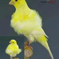 قناری ماده معاوضه با کبوتر