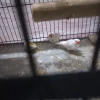 فنج خوارزمی ۸عدد|پرنده|قرچک, شهرک طلائیه|دیوار