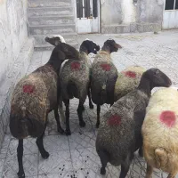 میش ابستن