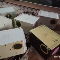 لونه عروس هلندی