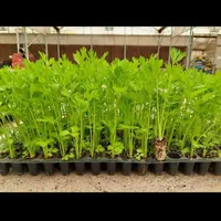 نشا گوجه،فلفل،بادمجان،کرفس|خدمات باغبانی و درختکاری|شوشتر, |دیوار